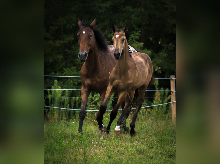 Anglo European Studbook Hengst Fohlen (01/2025) 170 cm Buckskin in Ewelin