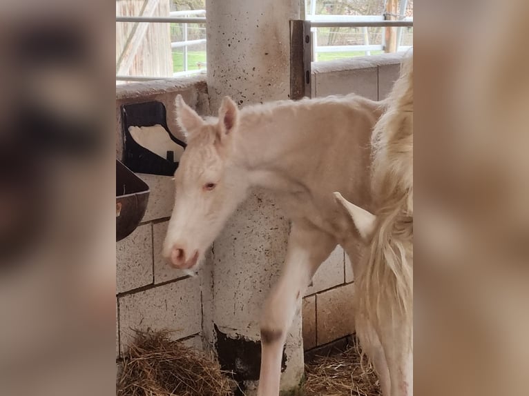 Anglo European Studbook Hengst Fohlen (02/2026) 170 cm Cremello in Eisighofen
