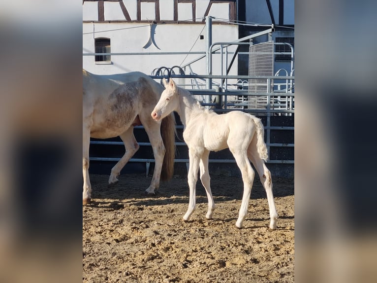 Anglo European Studbook Hengst Fohlen (02/2026) 170 cm Cremello in Eisighofen