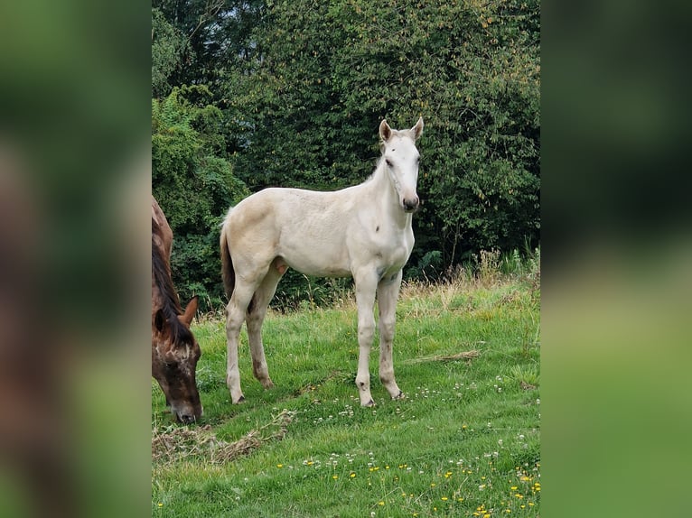 Anglo European Studbook Hengst Fohlen (05/2024) 170 cm Tigerschecke in DOCHAMPS