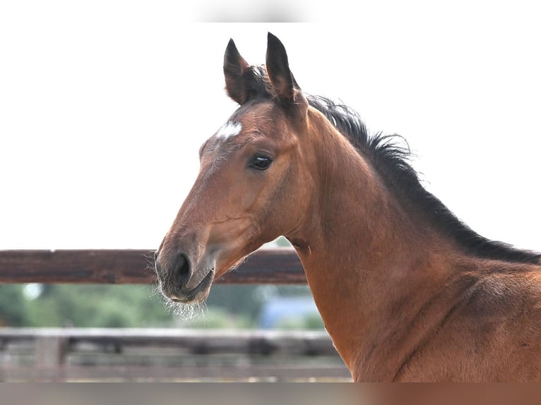 Anglo European Studbook Hengst Fohlen (05/2026) Brauner in Waddinxveen