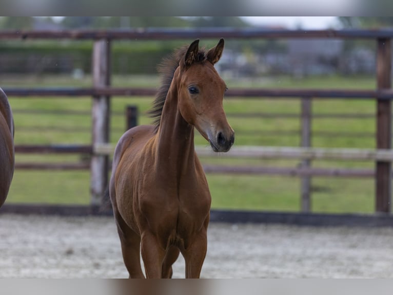 Anglo European Studbook Hengst Fohlen (06/2025) Brauner in Waddinxveen