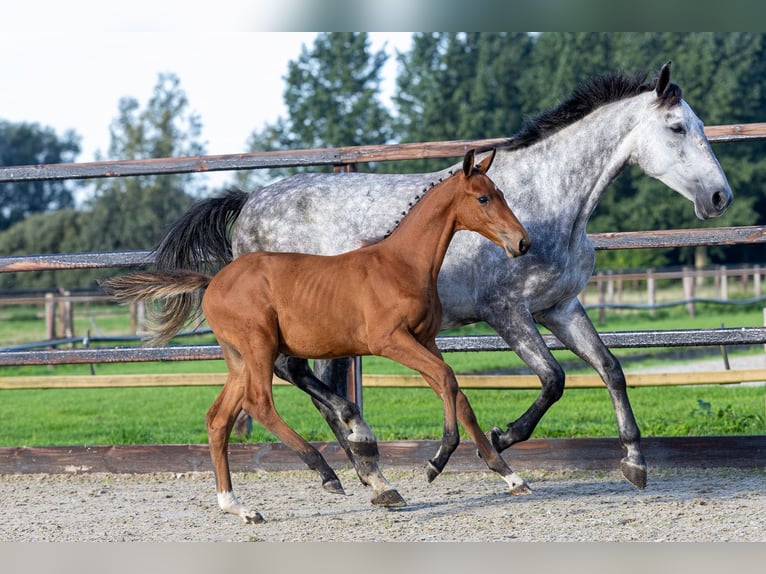 Anglo European Studbook Hengst Fohlen (05/2026) Brauner in Waddinxveen