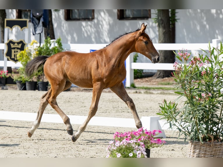 Anglo European Studbook Hengst Fohlen (05/2025) Brauner in Brzoza