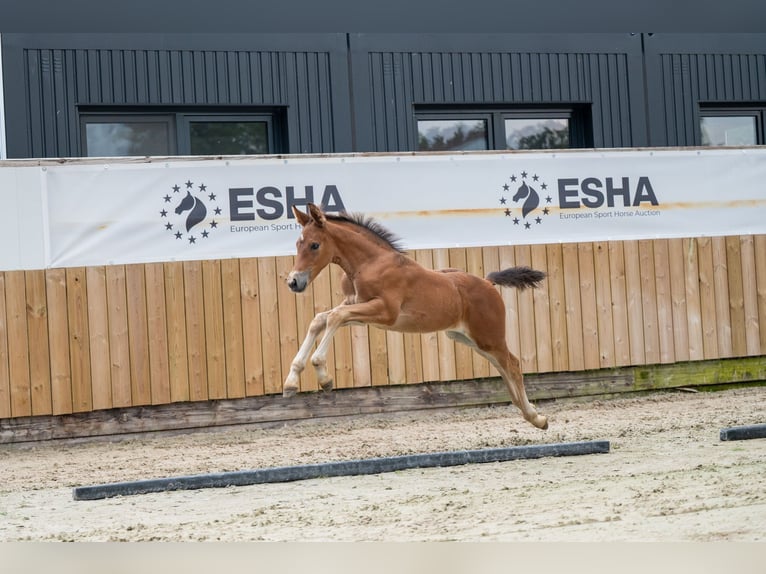 Anglo European Studbook Hengst Fohlen (05/2025) in GROTE-BROGEL