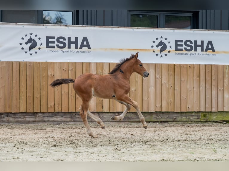 Anglo European Studbook Hengst Fohlen (05/2025) in GROTE-BROGEL