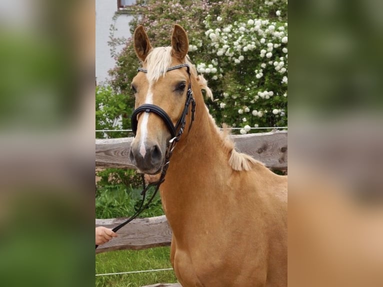 Anglo European Studbook Hengst Palomino in Gr&#xFC;ndau