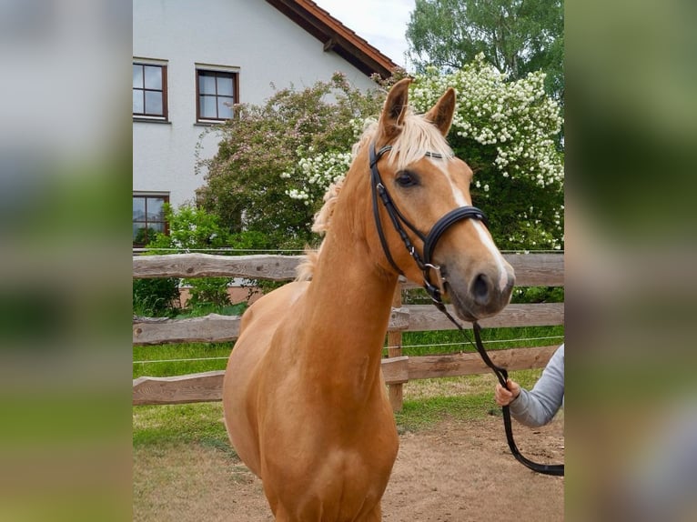 Anglo European Studbook Hengst Palomino in Gr&#xFC;ndau