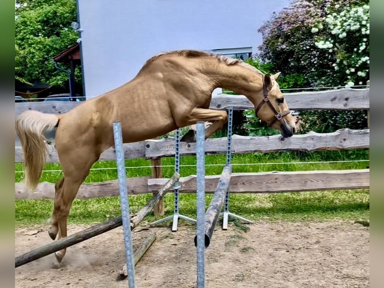Anglo European Studbook Hengst Palomino in Gr&#xFC;ndau