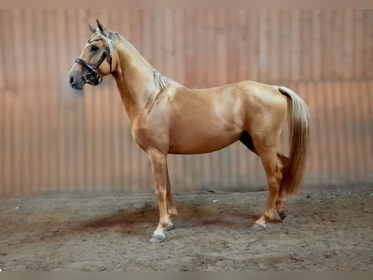 Anglo European Studbook Hengst Palomino in Gr&#xFC;ndau