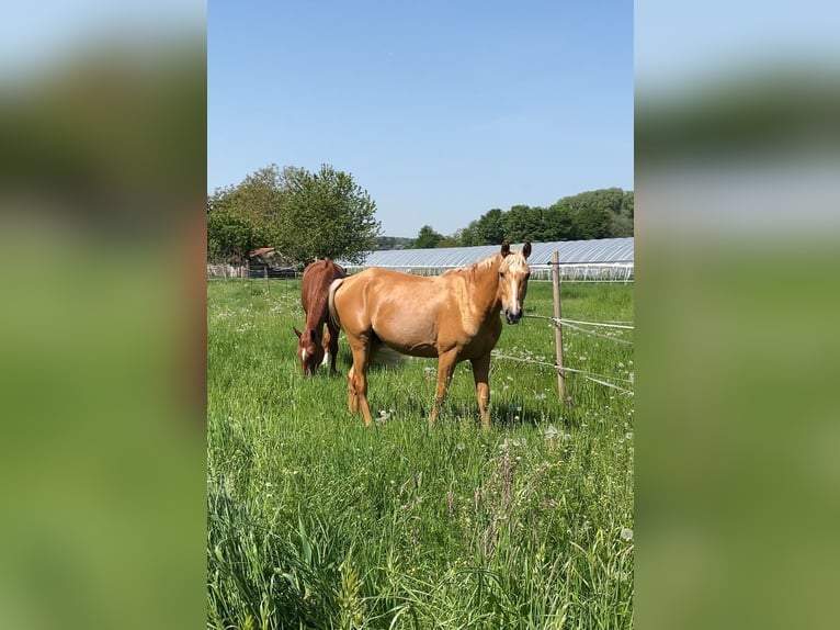 Anglo European Studbook Hengst Palomino in Gr&#xFC;ndau