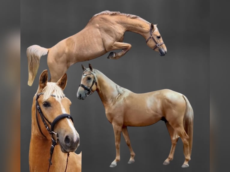 Anglo European Studbook Hengst Palomino in Gr&#xFC;ndau