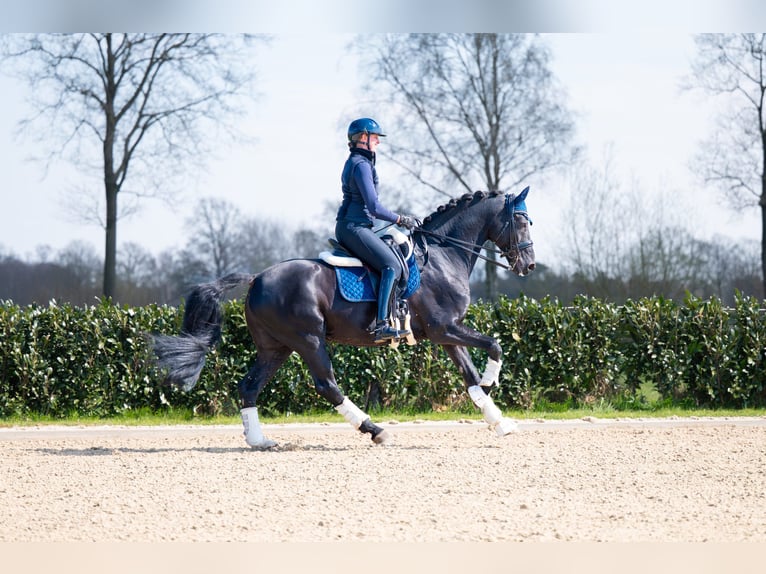 Anglo European Studbook Hengst Rappe in Denekamp