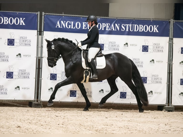 Anglo European Studbook Mix Hengst Rappe in Groesbeek