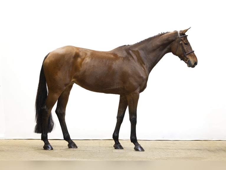 Anglo European Studbook Klacz 10 lat 173 cm Gniada in Waddinxveen