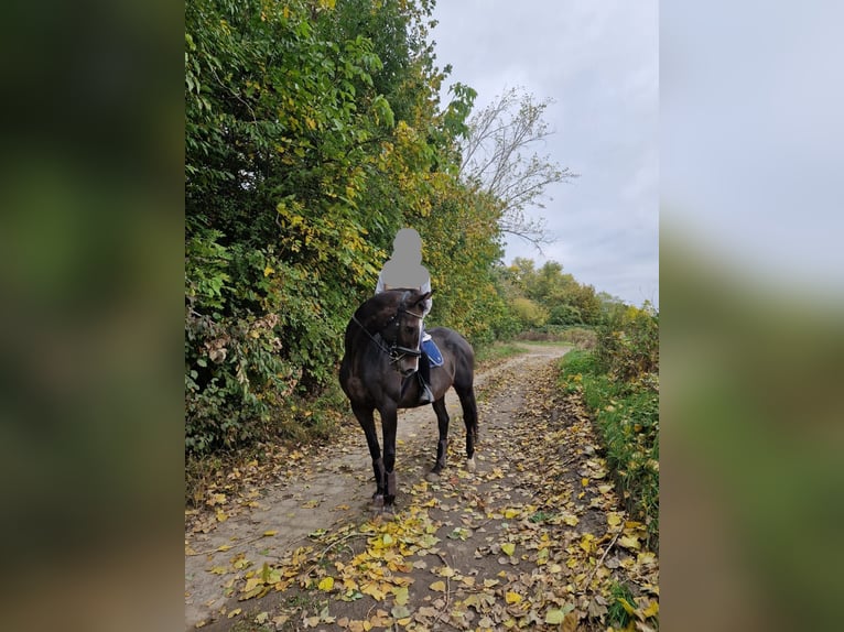 Anglo European Studbook Klacz 19 lat 164 cm Ciemnogniada in Wrocław