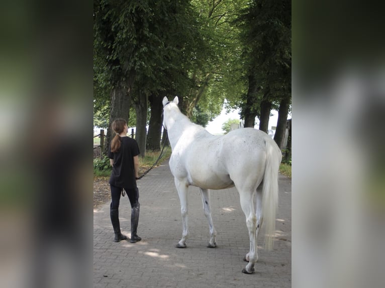 Anglo European Studbook Klacz 22 lat 160 cm Siwa in Kaarst