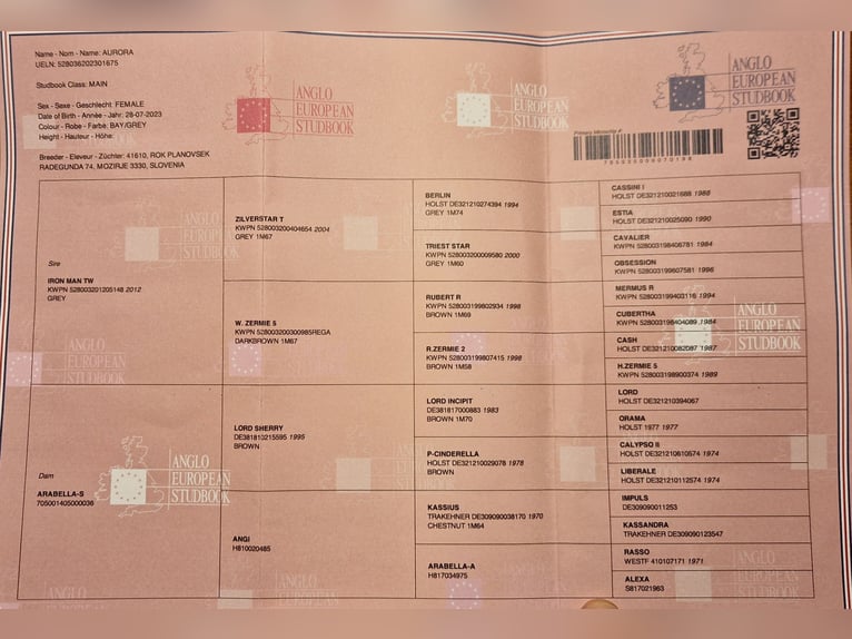 Anglo European Studbook Klacz 2 lat 145 cm Karosiwa in Mozirje