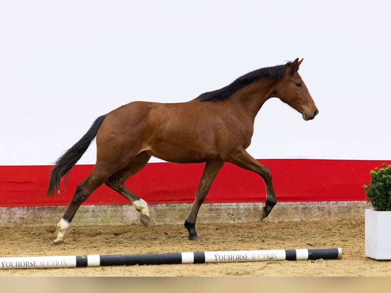 Anglo European Studbook Klacz 2 lat 155 cm Gniada in Waddinxveen