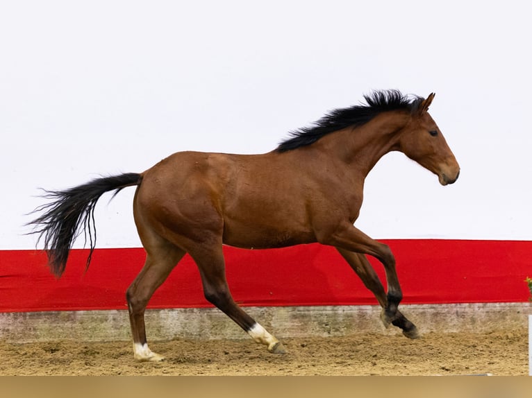 Anglo European Studbook Klacz 2 lat 155 cm Gniada in Waddinxveen