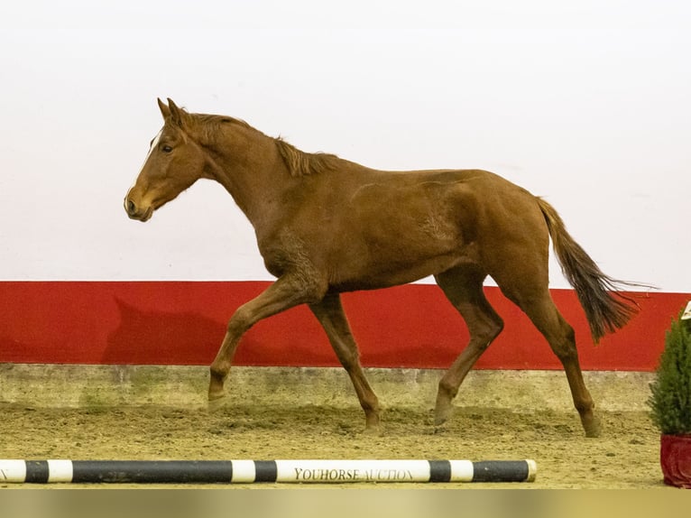 Anglo European Studbook Klacz 2 lat 155 cm Kasztanowata in Waddinxveen
