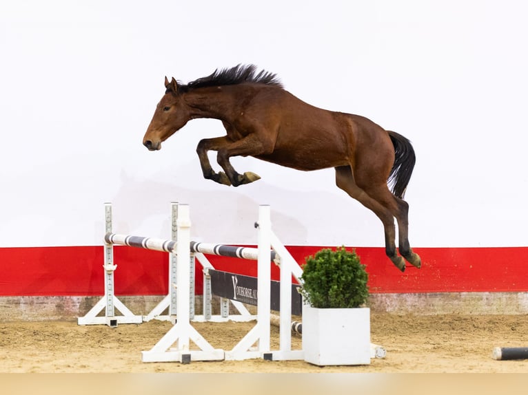 Anglo European Studbook Klacz 2 lat 155 cm in Waddinxveen