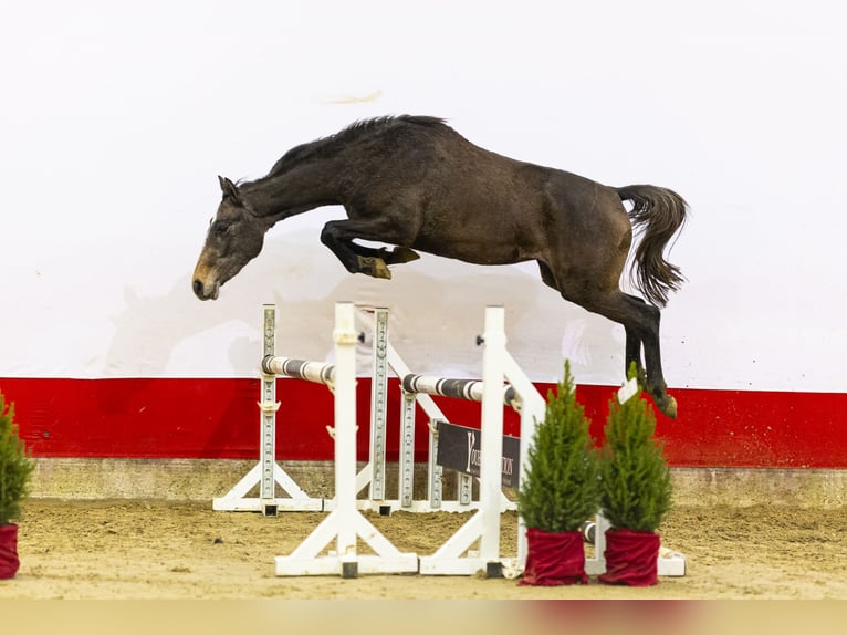 Anglo European Studbook Klacz 2 lat 158 cm Siwa in Waddinxveen