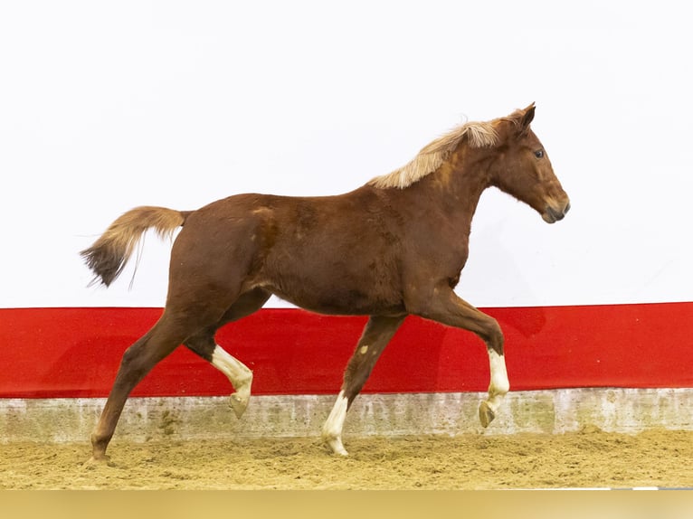 Anglo European Studbook Klacz 2 lat 160 cm  in Waddinxveen