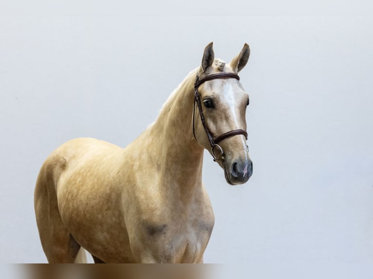 Anglo European Studbook Klacz 3 lat 145 cm Izabelowata in Waddinxveen