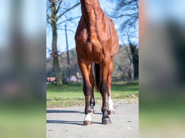 Anglo European Studbook Klacz 3 lat 160 cm Gniada in GROTE-BROGEL