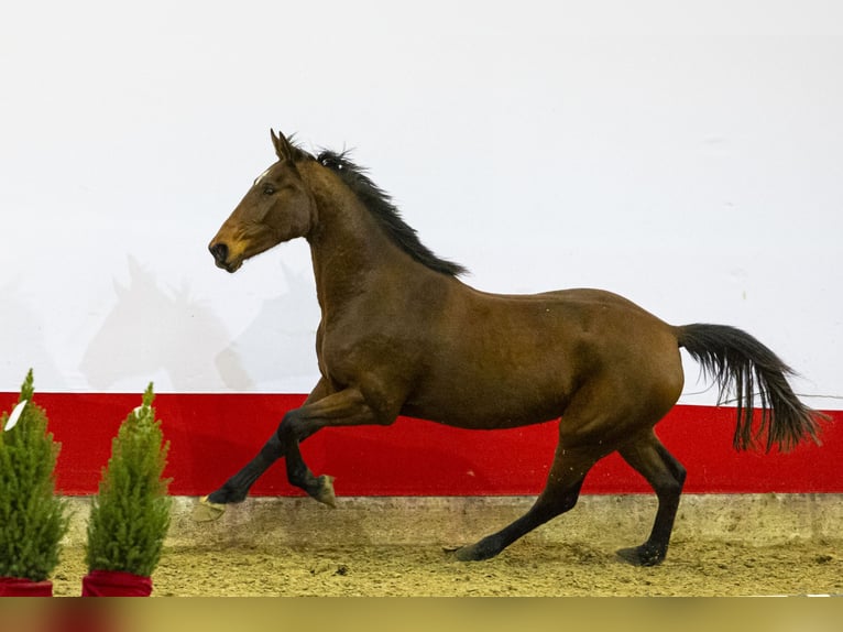 Anglo European Studbook Klacz 3 lat 161 cm Gniada in Waddinxveen