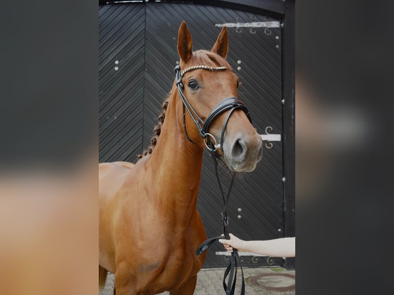 Anglo European Studbook Klacz 3 lat 165 cm Kasztanowata in Einbeck