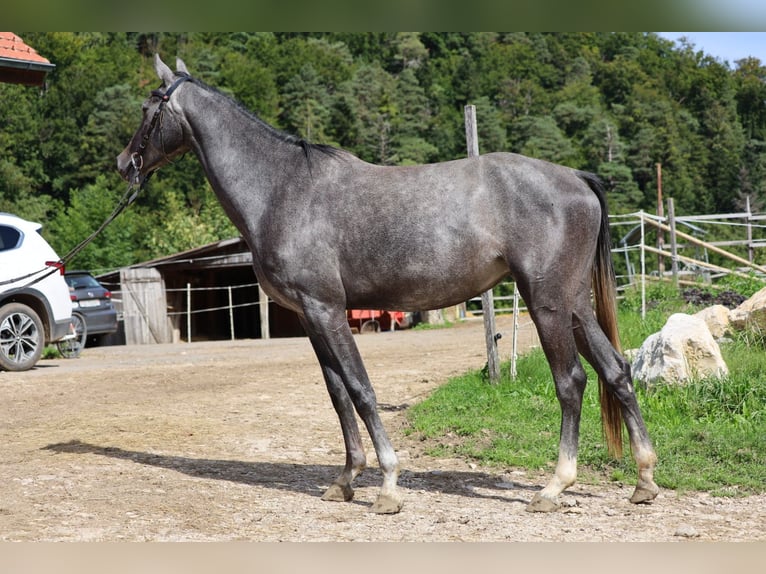 Anglo European Studbook Klacz 3 lat 165 cm Siwa in Nunningen