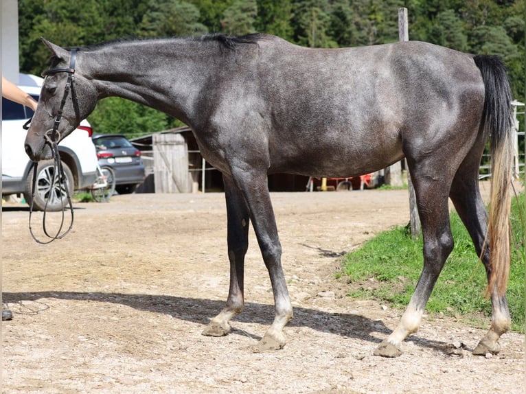 Anglo European Studbook Klacz 3 lat 165 cm Siwa in Nunningen