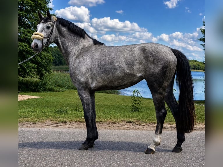 Anglo European Studbook Klacz 3 lat 165 cm Siwa in Złotów