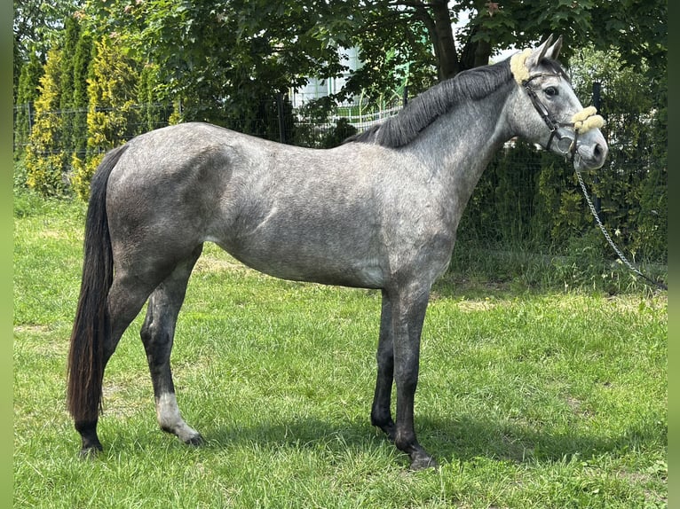 Anglo European Studbook Klacz 3 lat 165 cm Siwa in Złotów