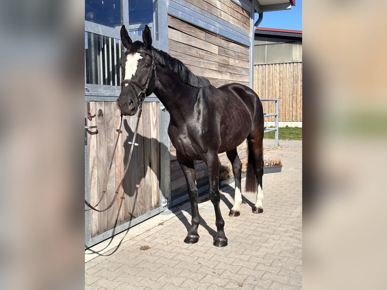 Anglo European Studbook Klacz 4 lat 164 cm Kara in Leipzig