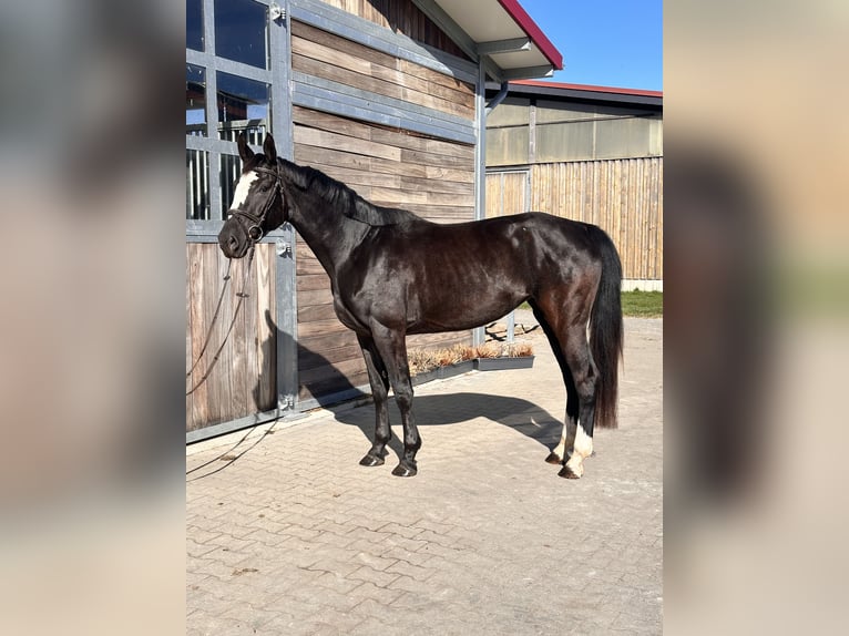 Anglo European Studbook Klacz 4 lat 164 cm Kara in Leipzig