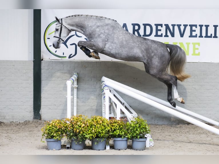 Anglo European Studbook Klacz 4 lat 166 cm  in Heerde