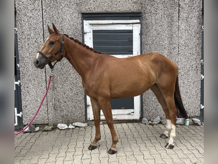 Anglo European Studbook Klacz 5 lat 160 cm Kasztanowata in Hamm