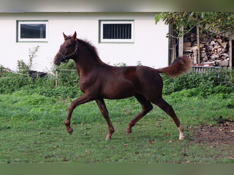 Anglo European Studbook Klacz 5 lat 163 cm Ciemnokasztanowata in Westervoort