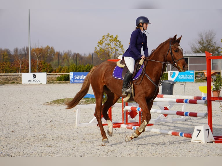 Anglo European Studbook Klacz 5 lat 163 cm Kasztanowata in Alcorcon