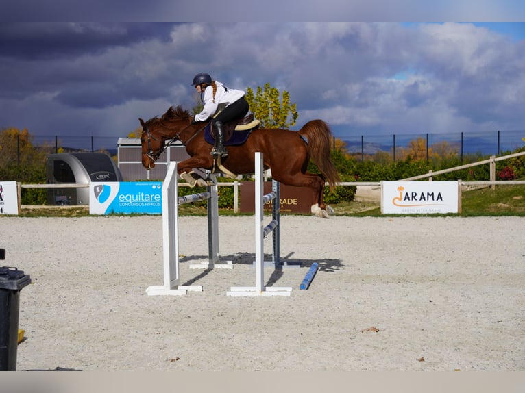 Anglo European Studbook Klacz 5 lat 163 cm Kasztanowata in Alcorcon