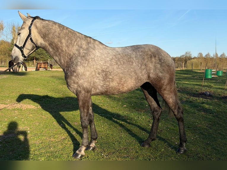 Anglo European Studbook Klacz 5 lat 164 cm Karosiwa in Sottrum