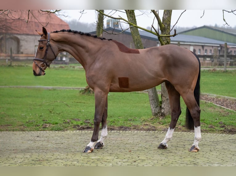 Anglo European Studbook Klacz 5 lat 164 cm Kasztanowata in GROTE-BROGEL