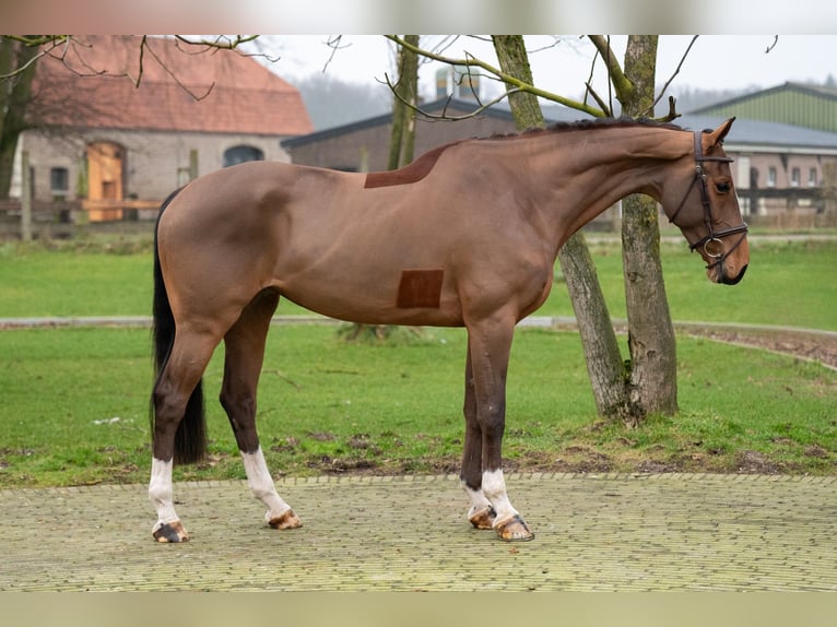 Anglo European Studbook Klacz 5 lat 164 cm Kasztanowata in GROTE-BROGEL