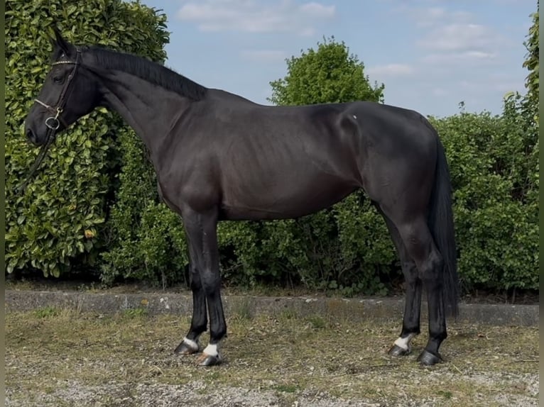 Anglo European Studbook Klacz 5 lat 170 cm Kara in Oud Gastel