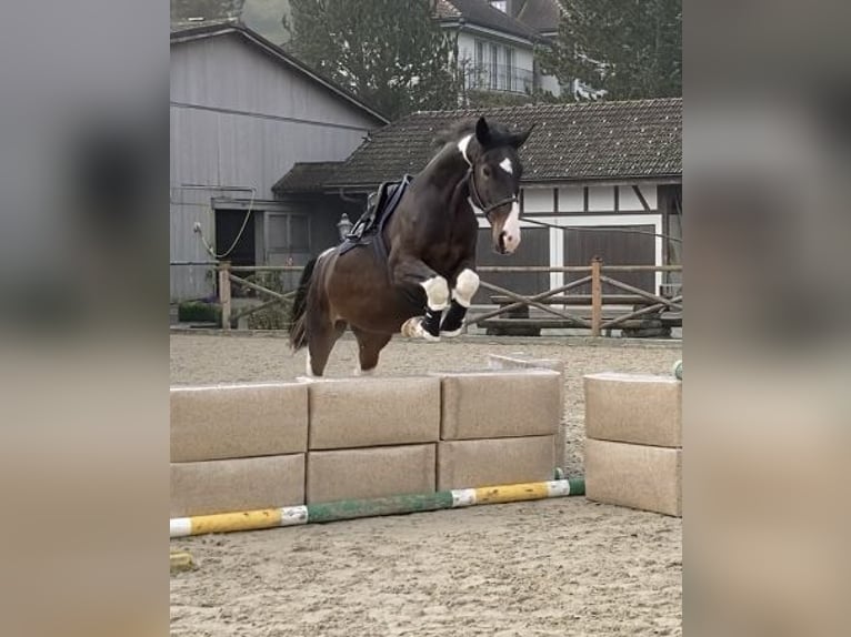 Anglo European Studbook Klacz 5 lat 170 cm Srokata in Belp