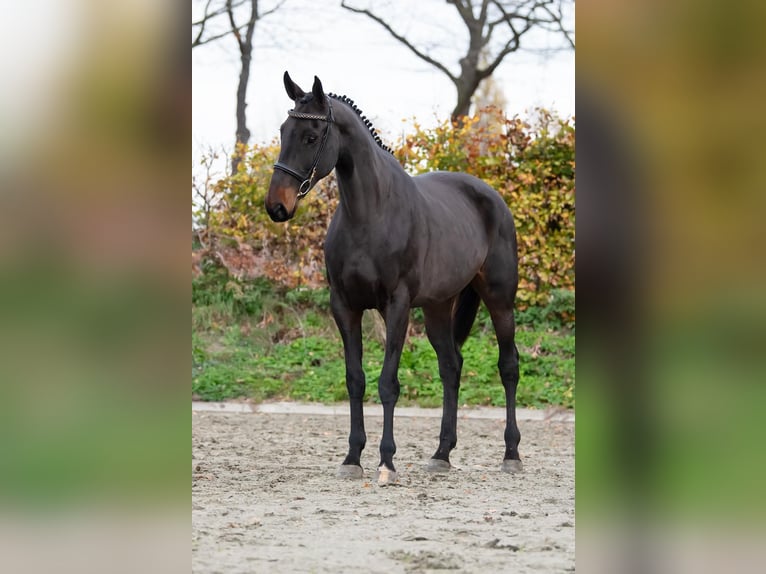 Anglo European Studbook Klacz 6 lat 100 cm Ciemnogniada in Wijchmaal