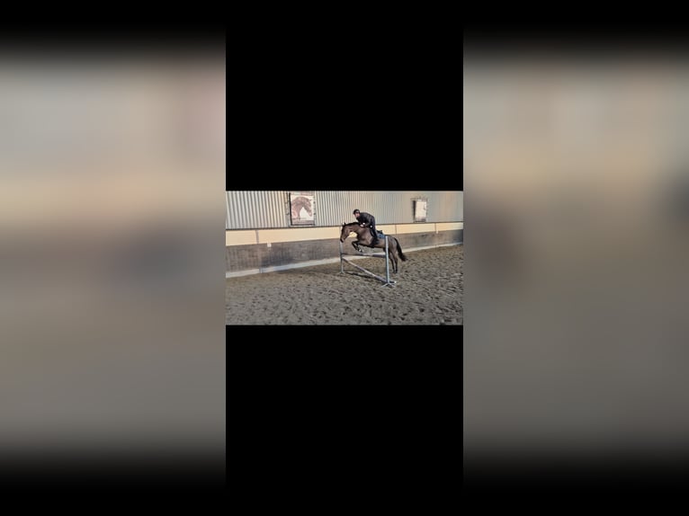 Anglo European Studbook Klacz 6 lat 160 cm Ciemnogniada in Denekamp